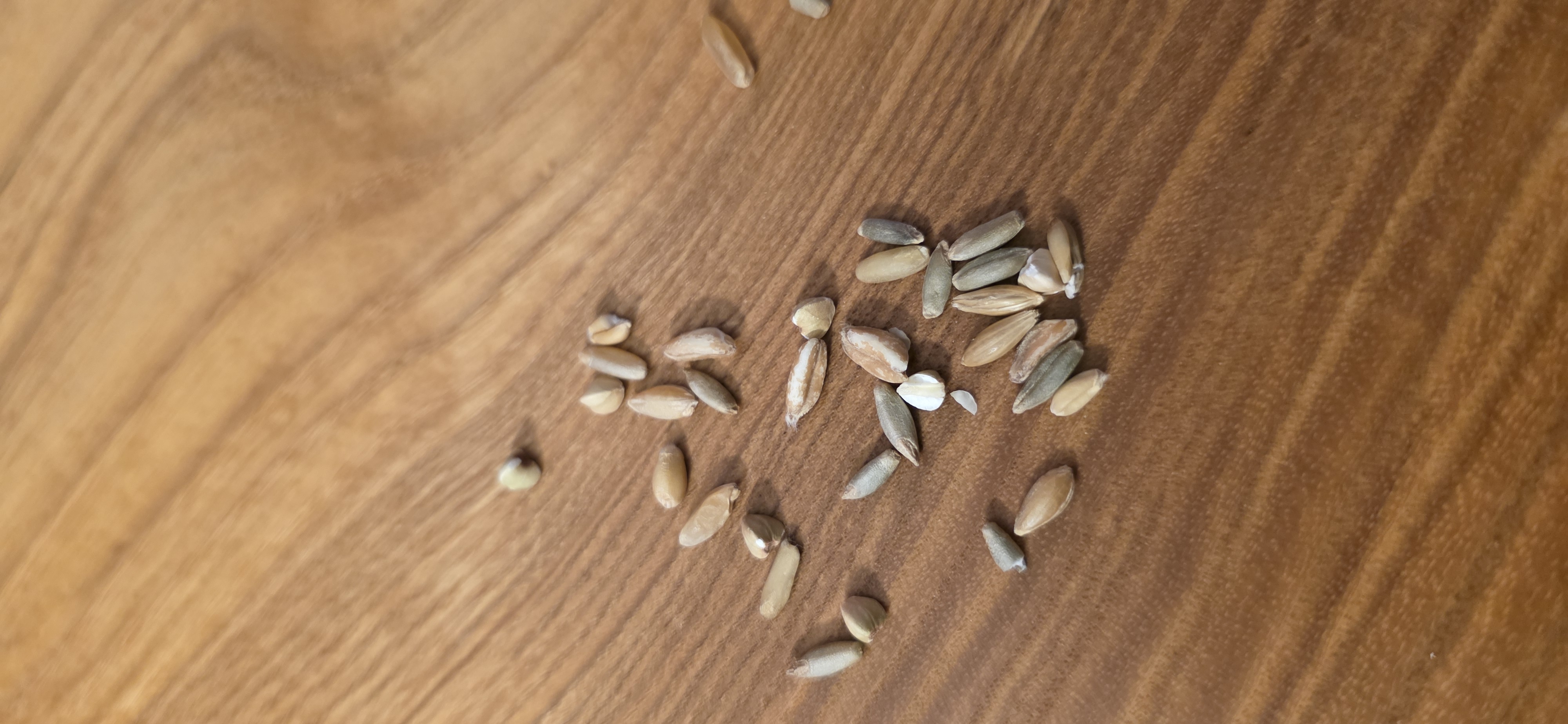 A diverse assortment of whole grains on a wooden table