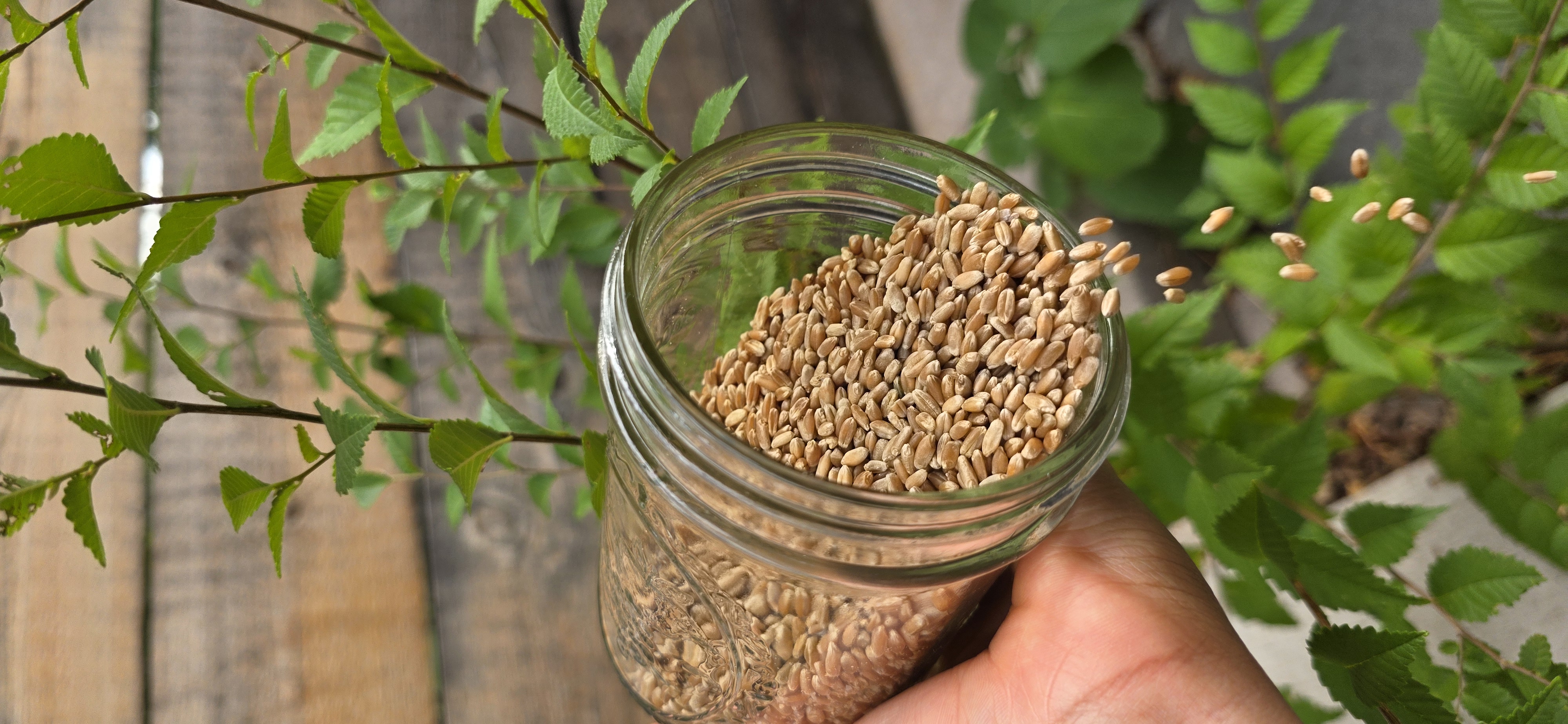 Wheat berries pouring from a glass jar in front of green leaves