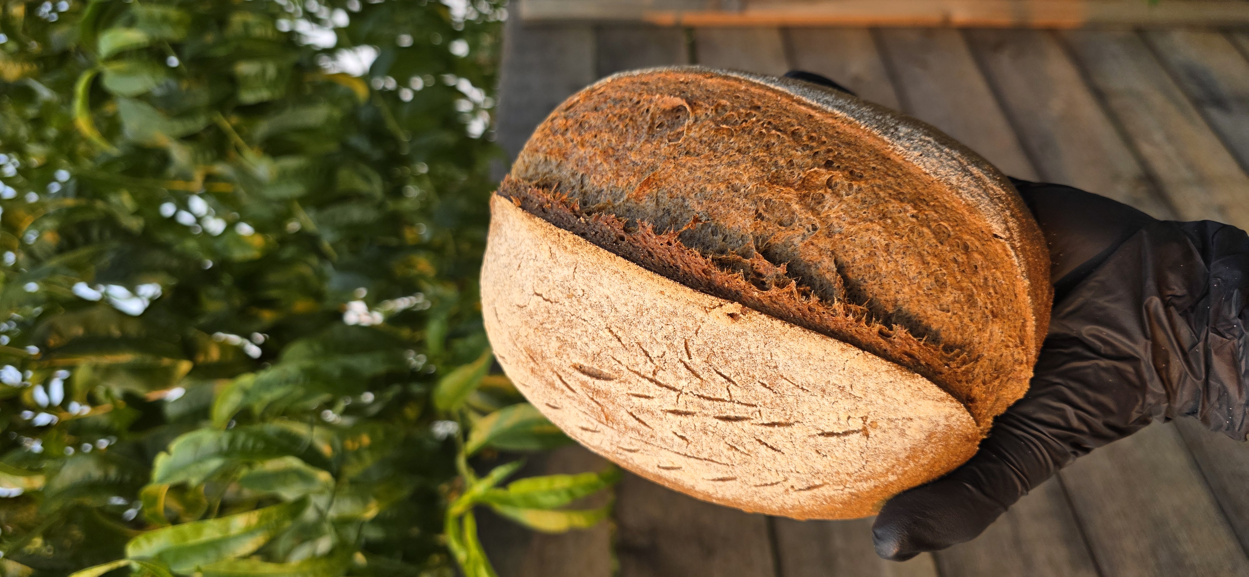 Fresh oat and buckwheat sourdough loaf held outdoors
